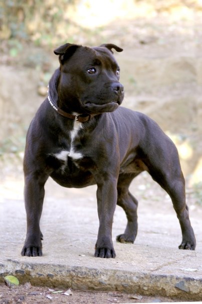 CH ZERACIOUS Superstarr